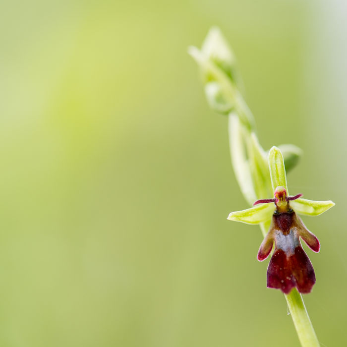 Vliegenorchis bij zonsopgang... © Billy Herman