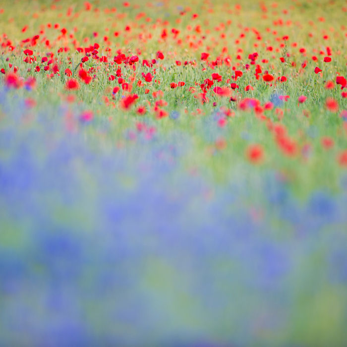 Waar vind je dit soort bloemrijke weiden nog? © Billy Herman