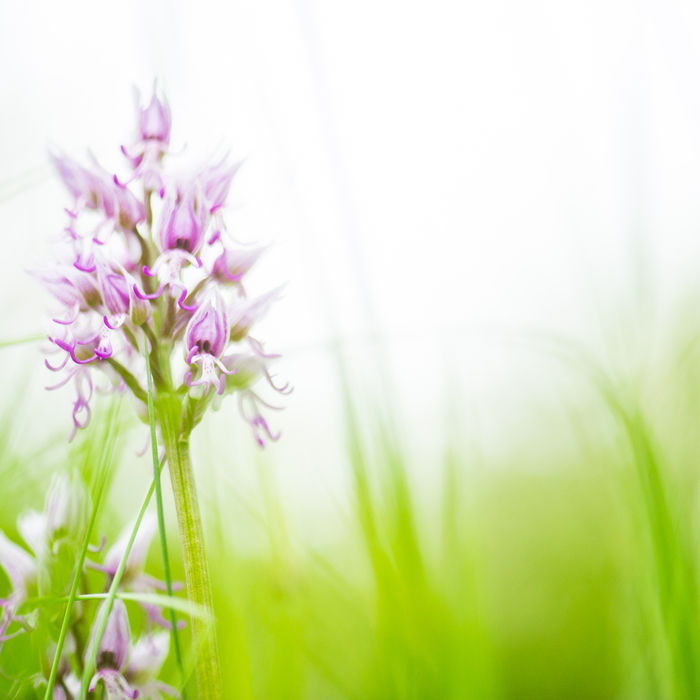 Bloeiende aapjesorchissen behoren tot de mooiste flora van ons land. © Billy Herman