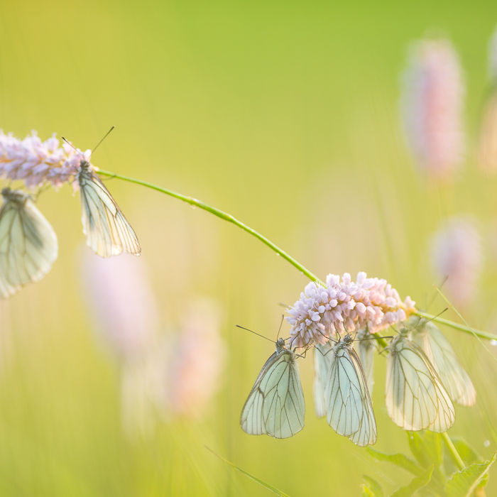 Groot geaderde witjes. Een ernstig bedreigde soort, maar nog vrij algemeen hier. © Billy Herman