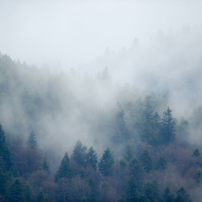 Bossen gehuld in de mist. © Karl Vanginderdeuren