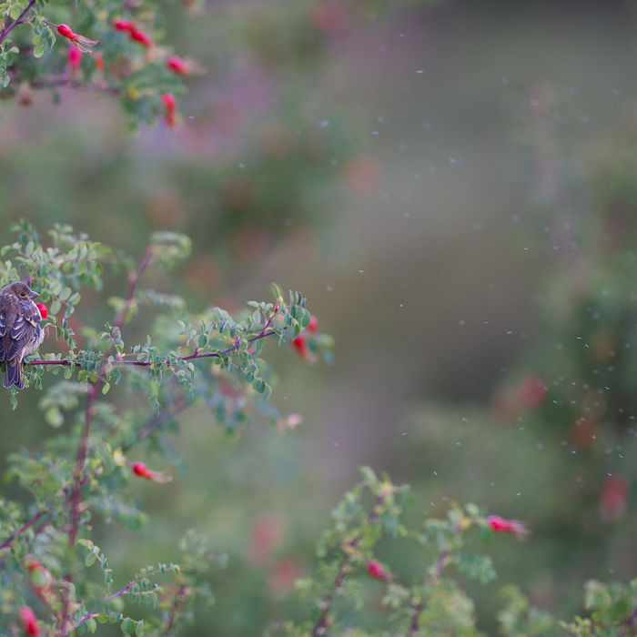 Een jonge common rosefinch probeert zich warm te houden tijdens een van de frisse ochtenden. 