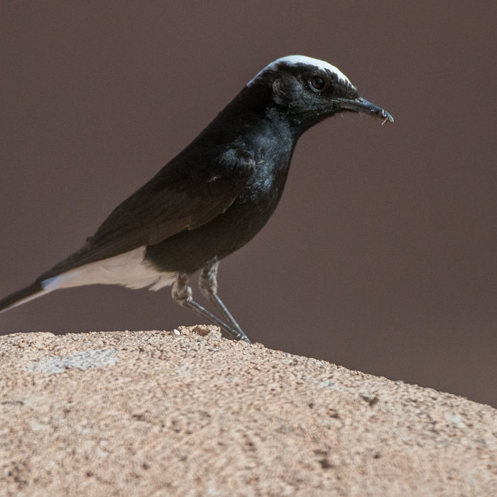 Een witkruintapuit met prooi. © Billy Herman