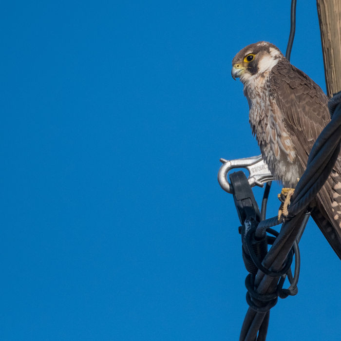 Lannervalken zijn een specialiteit van Afrika en deze juveniele vogel bewijst dat heel goed. © Billy Herman