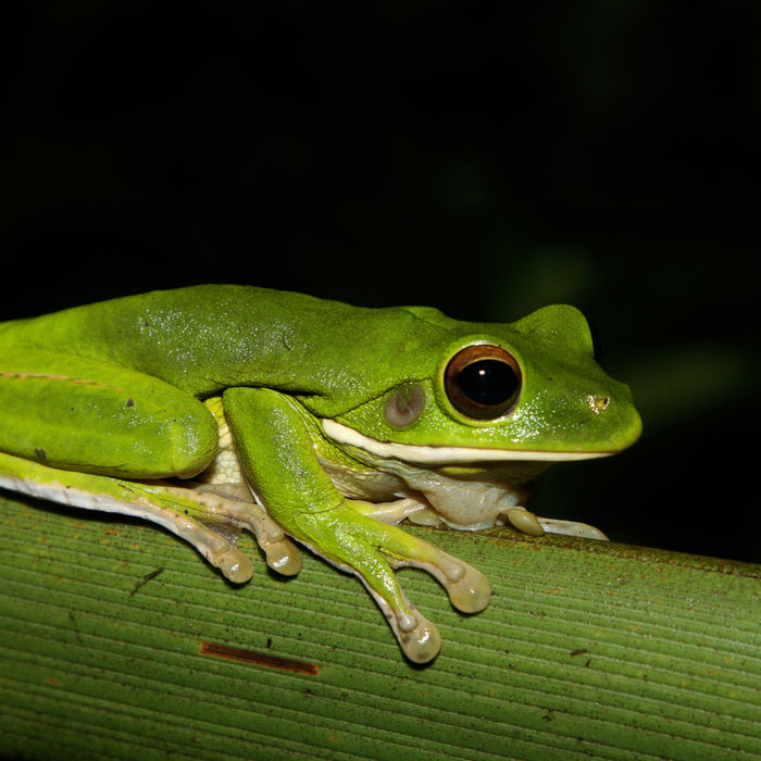 A gigantic tree frog during a spotlight session. © STARLING reizen