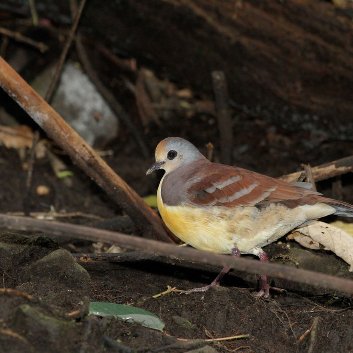 This cinnamon ground dove casually walks by on one of the display grounds of the birds-of-paradise. © STARLING reizen