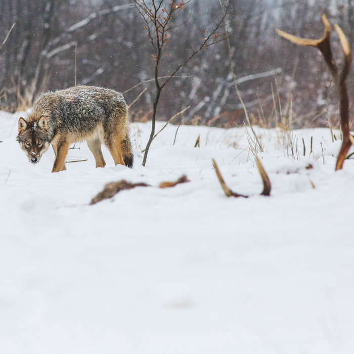 Een wolf vlakbij een kadaver van een edelhert. © STARLING reizen
