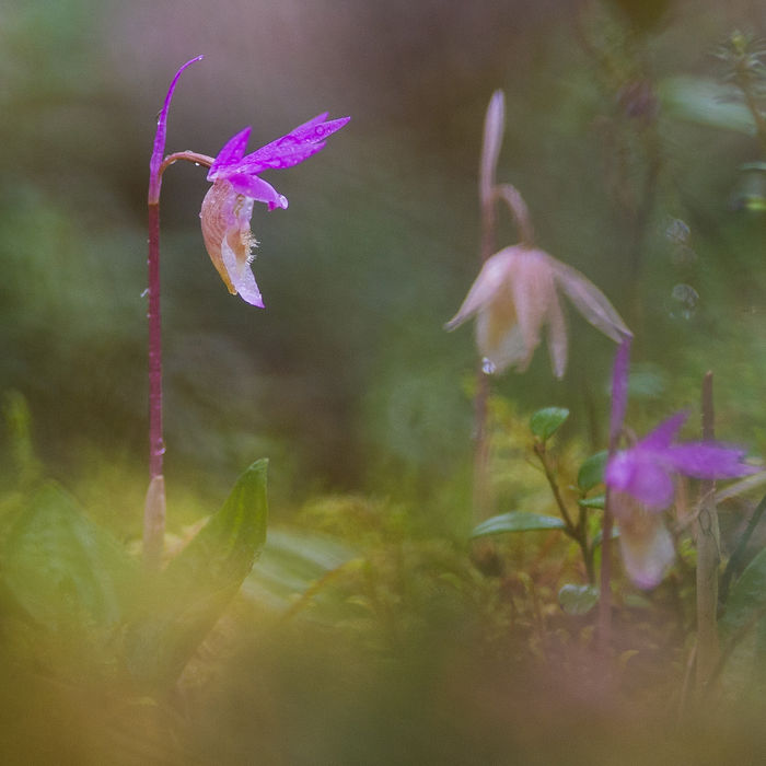 Calypso bulbosa moet wel het meest mysterieuze juweeltje van de taiga zijn. 