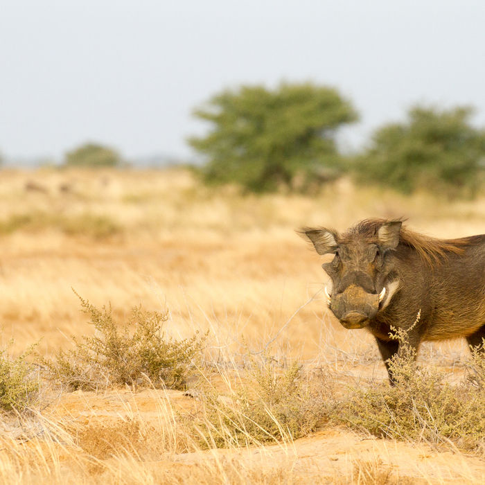 Wrattenzwijnen kwamen we verschillende keren tegen tijdens de prospectiereis. © Johannes Jansen