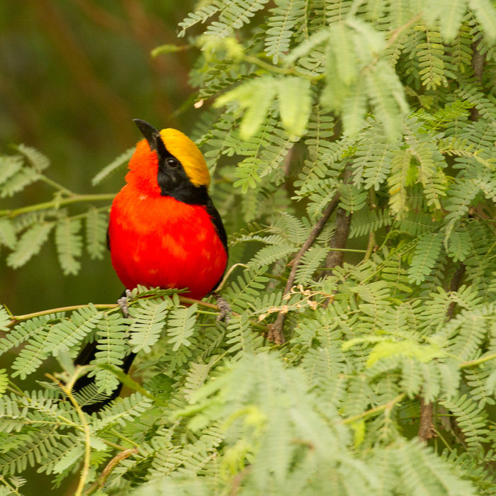 Au Sénégal, de nombreux oiseaux possèdent des couleurs incroyables © Johannes Jansen