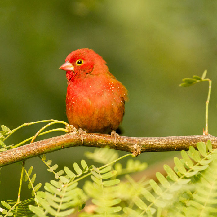 Au Sénégal, de nombreux oiseaux possèdent des couleurs incroyables © Johannes Jansen