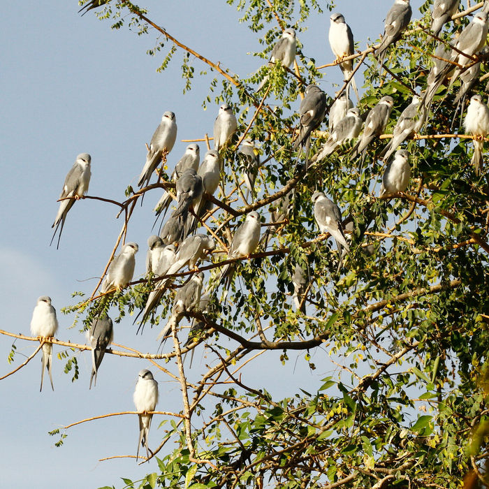 Scissor-tailed kites op de slaapplaats. © Johannes Jansen