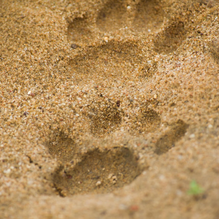 Groot was de verrassing toen we enkele pootafdrukken van een luipaard vonden. © Billy Herman
