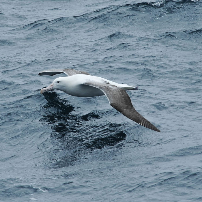 Een dicht beeld van een wandering albatross. © Oceanwide Expeditions