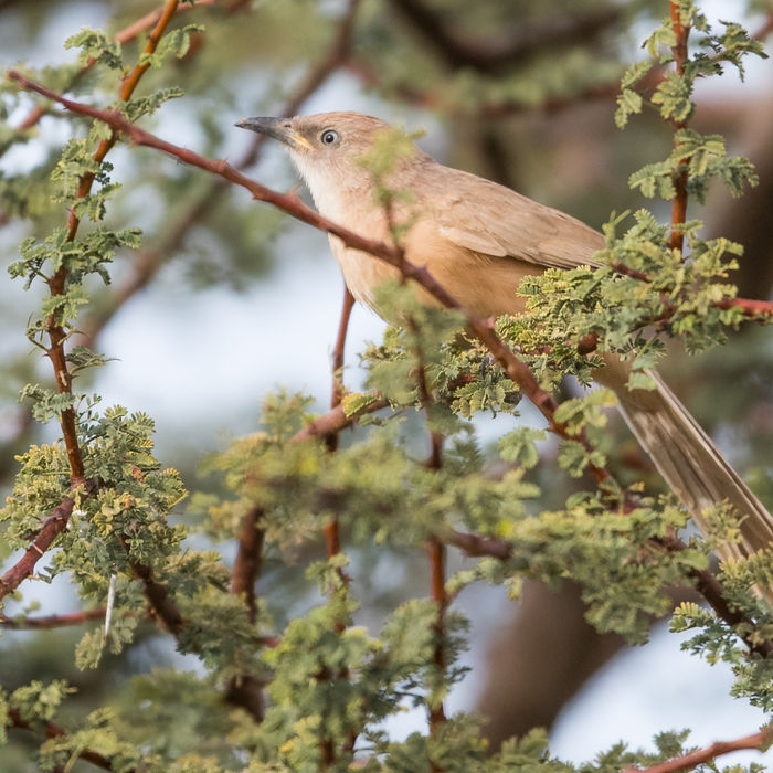 Een bruingele babbelaar, een bewoner van acacia's in de woestijn, en met name de wadi's. © Billy Herman