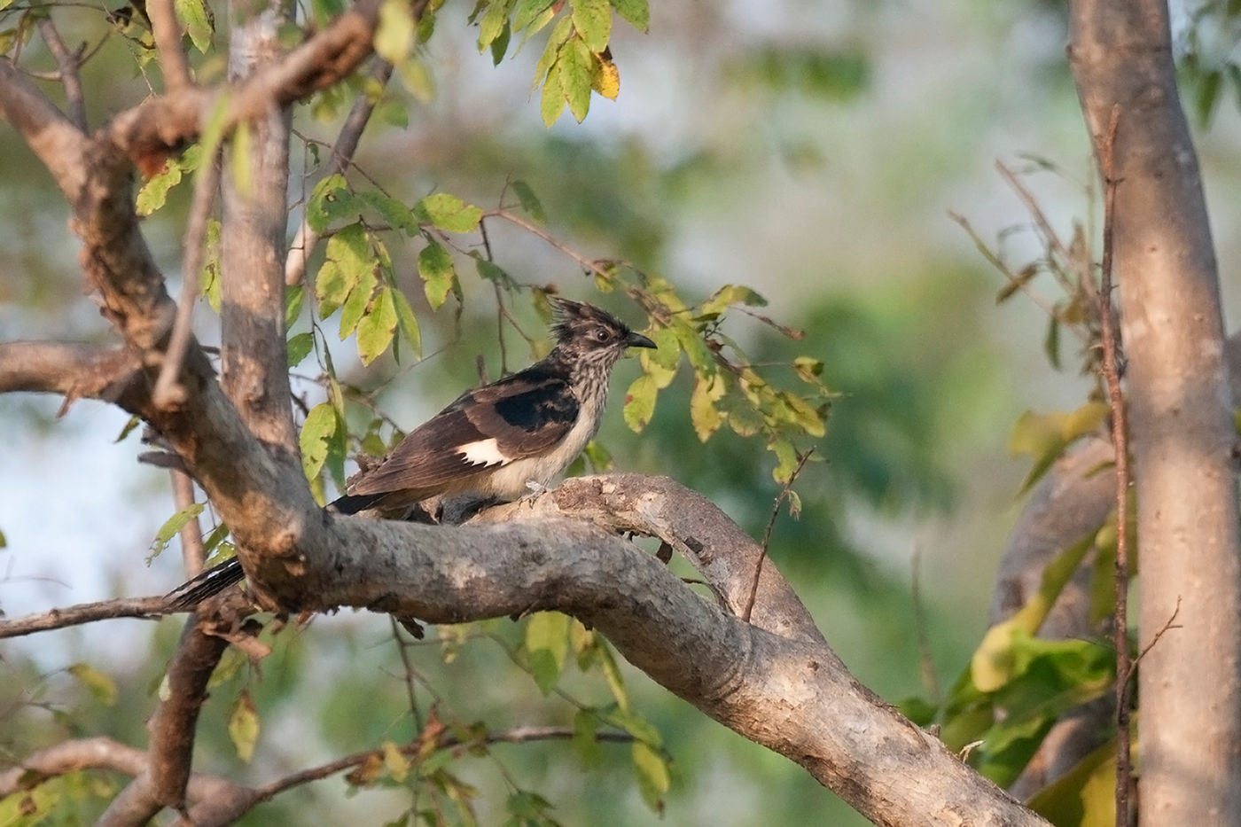 Levaillant's cuckoo in Mole National Park. © Benny Cottele