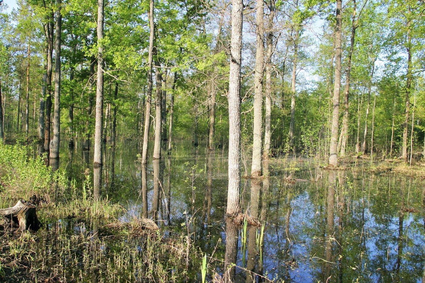 Een ondergelopen bos. © STARLING reizen