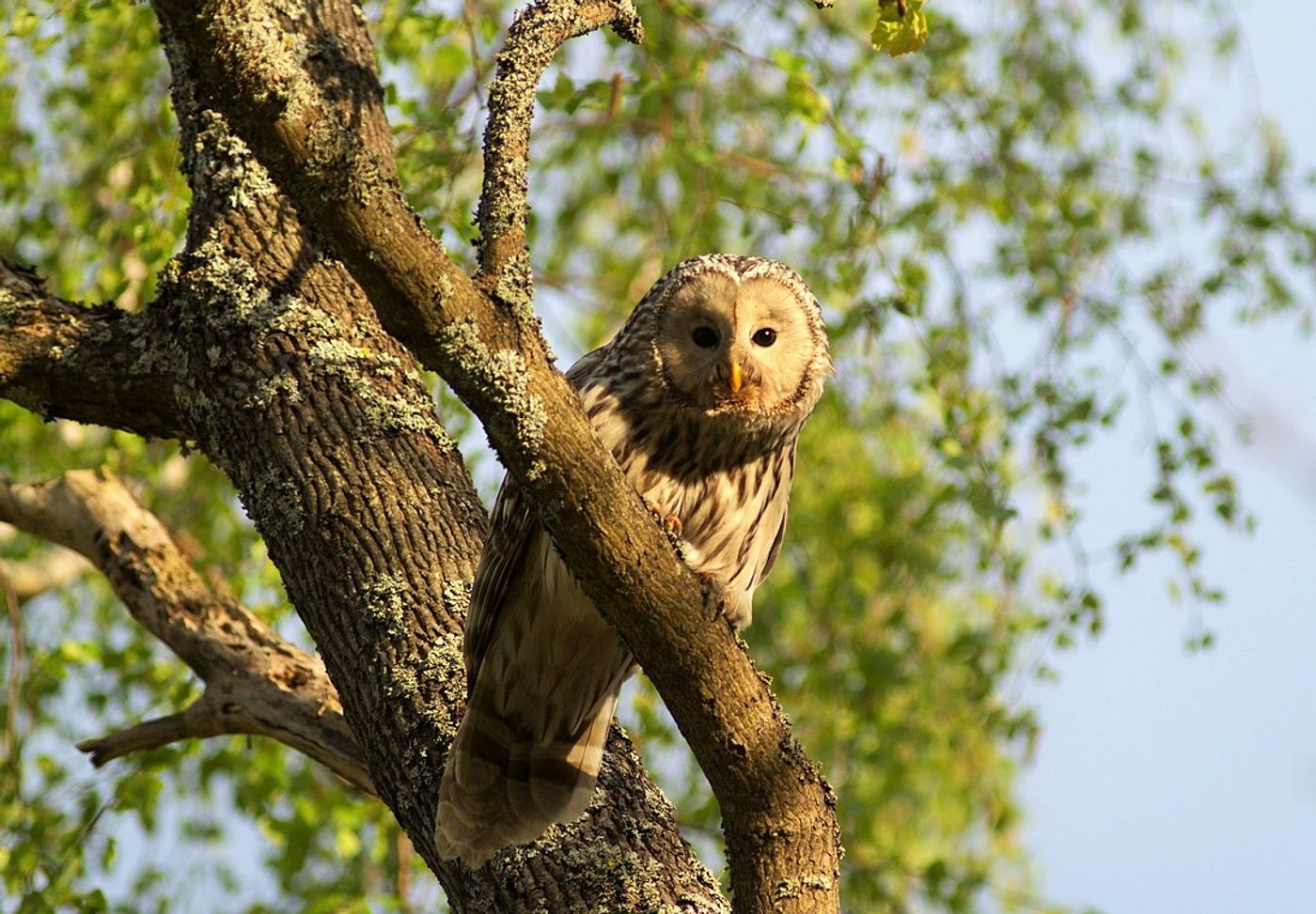 Een Oeraluil staart ons aan dichtbij zijn nest. Het is opletten geblazen met deze agressieve vogels. © STARLING reizen