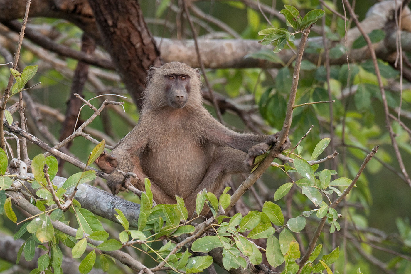 Een olive baboon kijkt uit over z'n land, Mole National Park. © Benny Cottele