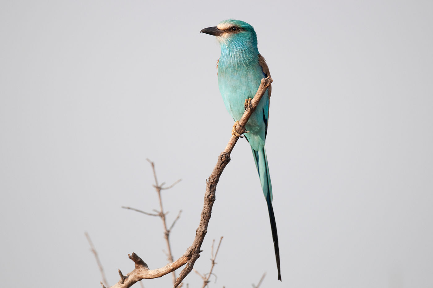 Het noorden van het land herbergt onder meer deze Abyssinian roller. © Benny Cottele