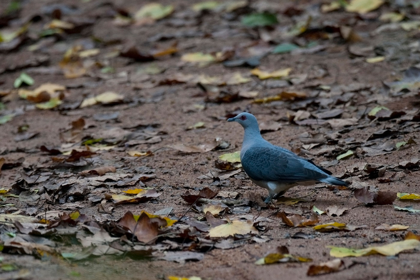 Een afep pigeon op de bosbodem is een bijzondere waarneming! © Benny Cottele