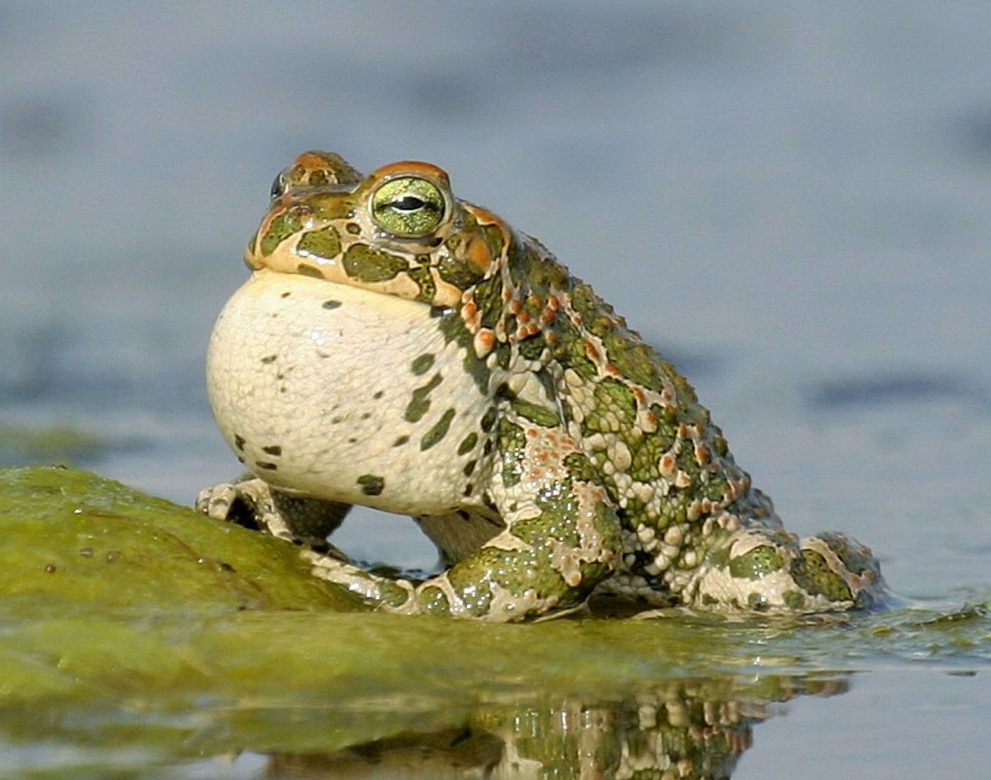 De groene pad hoor je eerst voor je ze ziet. © STARLING reizen