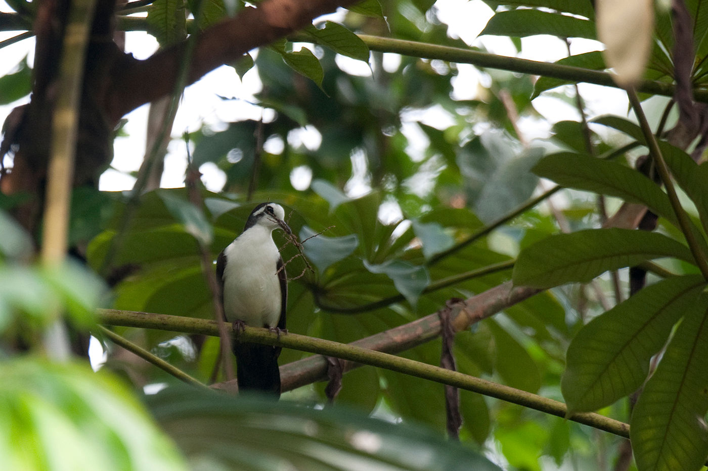 Een tambourine dove met een wandelende tak als prooi. © Benny Cottele