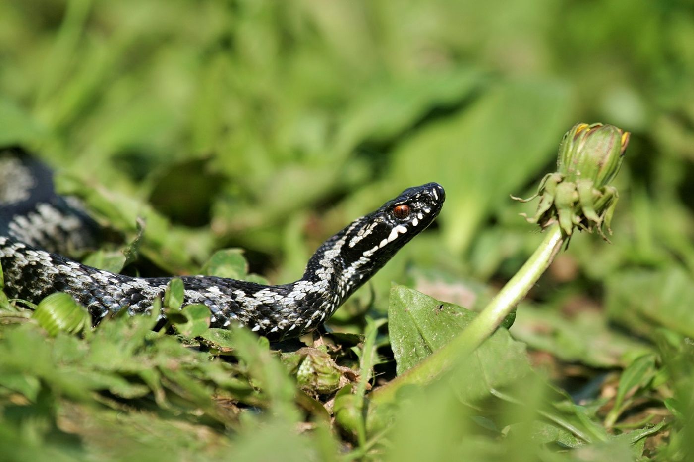 Een bont gekleurde adder kruist onze weg. © STARLING reizen