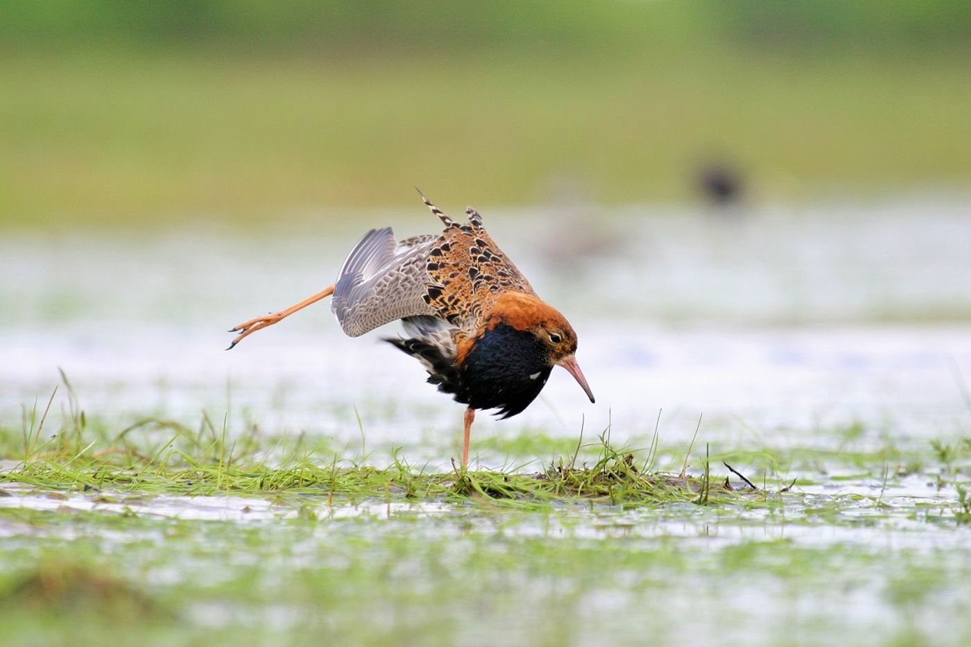 Een mannetje kemphaan tijdens de trekperiode, in volle kleurenpracht. © STARLING reizen