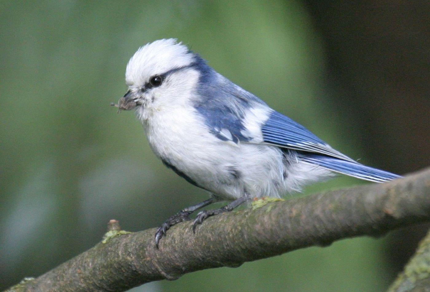 Azuurmezen zijn ronduit schitterend en kennen hier hun meest westelijke verspreiding! © STARLING reizen