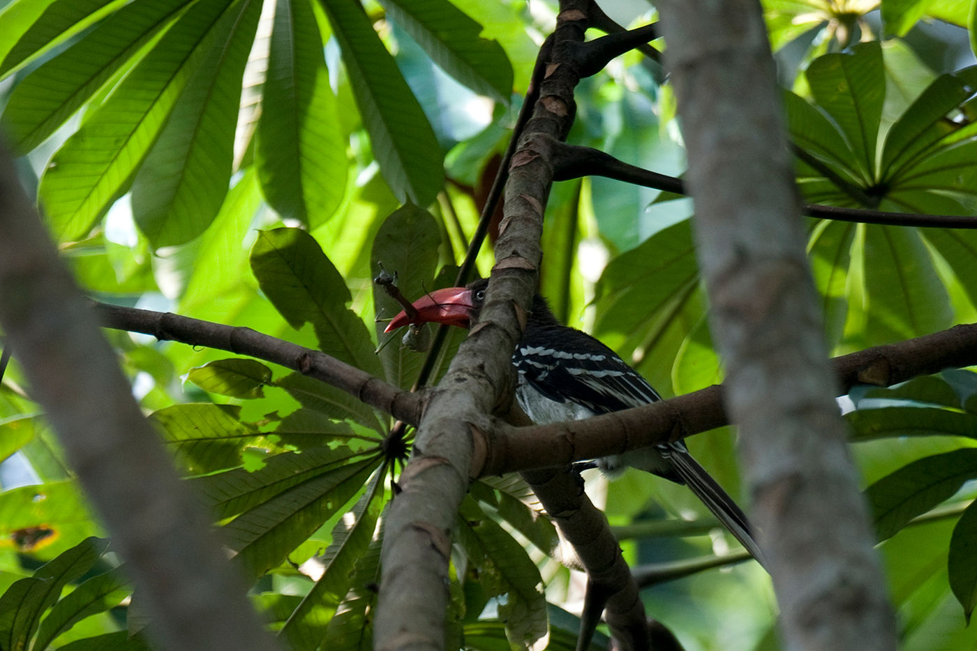 Met veel geluk zagen we deze red-billed dwarf hornbill in Kakum, met een bidsprinkhaan als prooi. © Benny Cottele