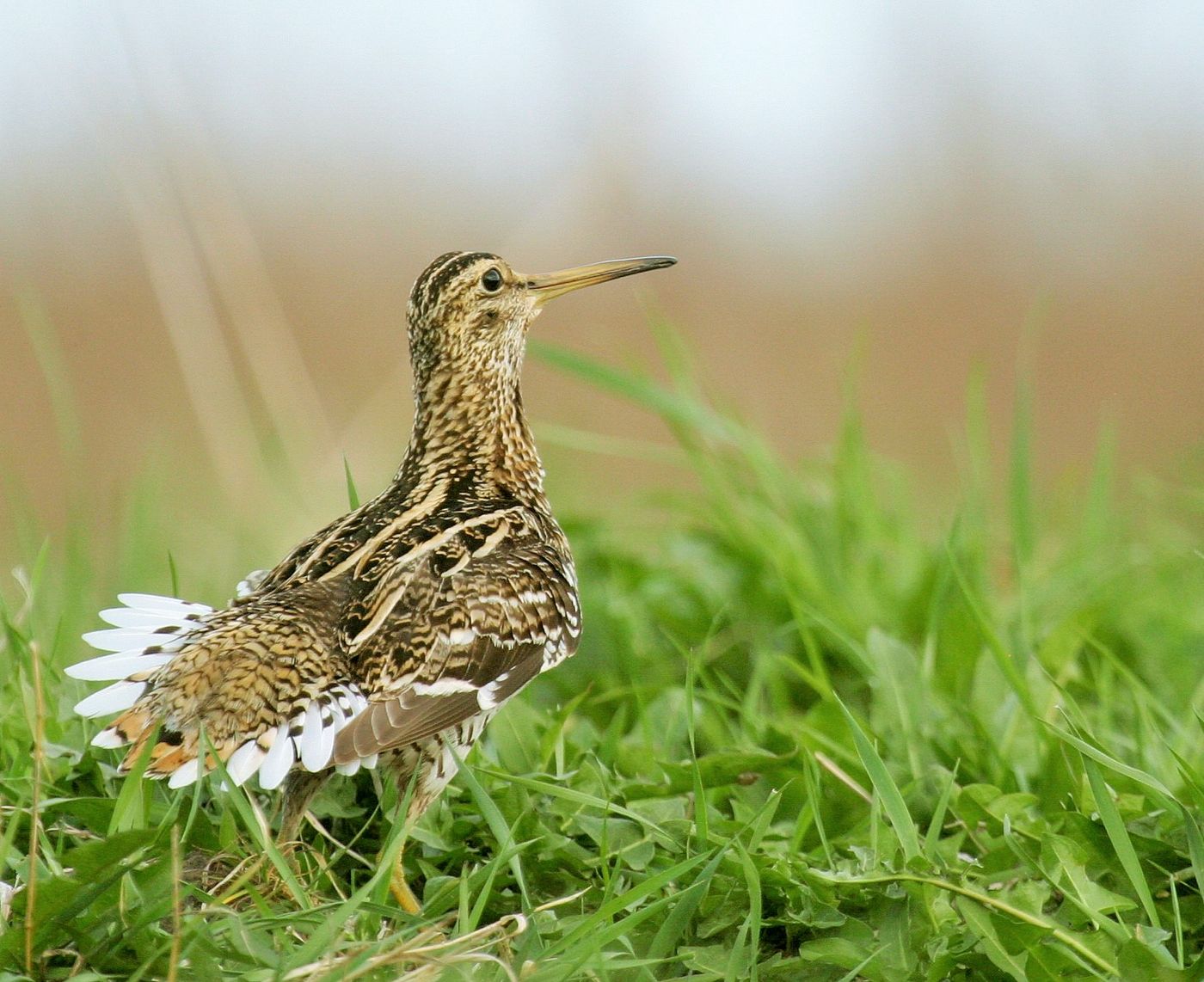 Een poelsnip in volle balts is een mooie belevenis. © STARLING reizen