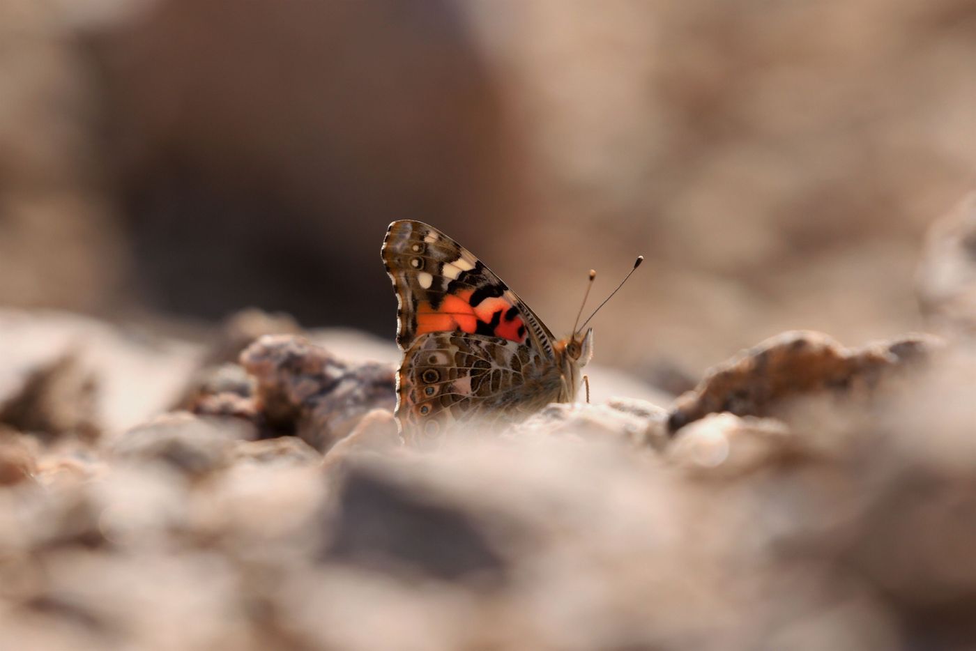 De nombreuses belles-dames (vanessa cardui) migrent aussi autour de Eilat © Noé Terorde