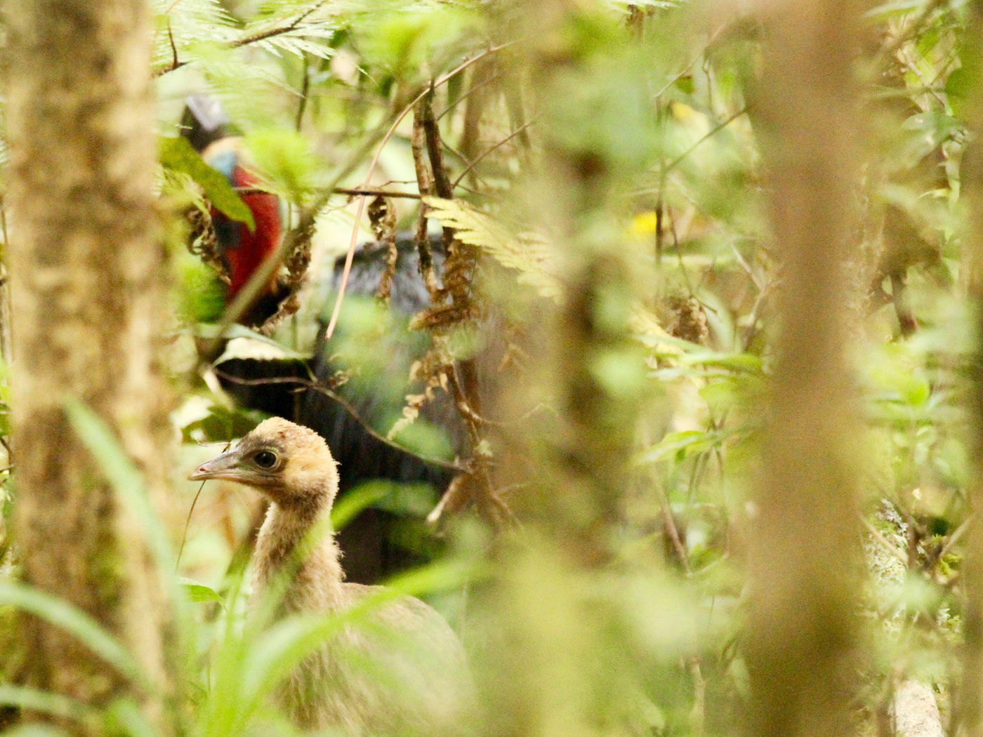 Dit is een van de enige foto's ooit die er van een wilde dwarf cassowary zijn gemaakt. © Geert Beckers