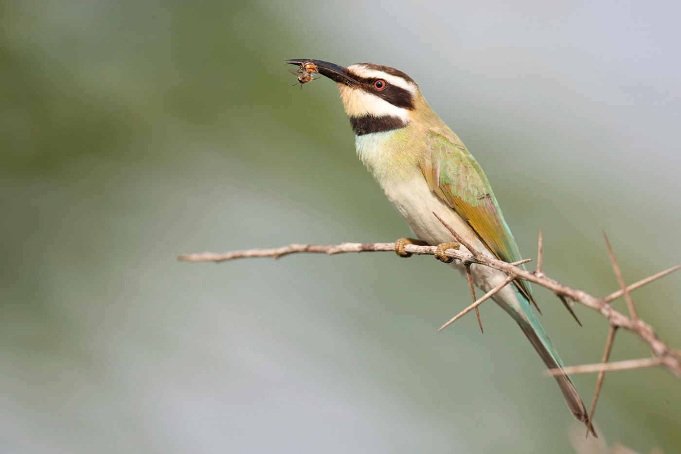 Tijdens de wintermaanden vind je overal white-throated bee-eaters. © Benny Cottele