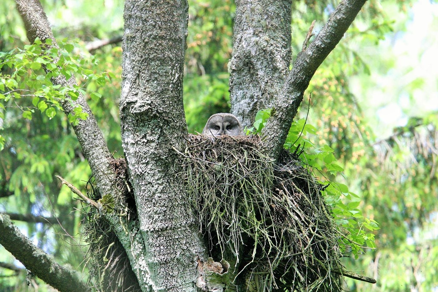 Een Laplanduil kijkt uit het nest. © STARLING reizen