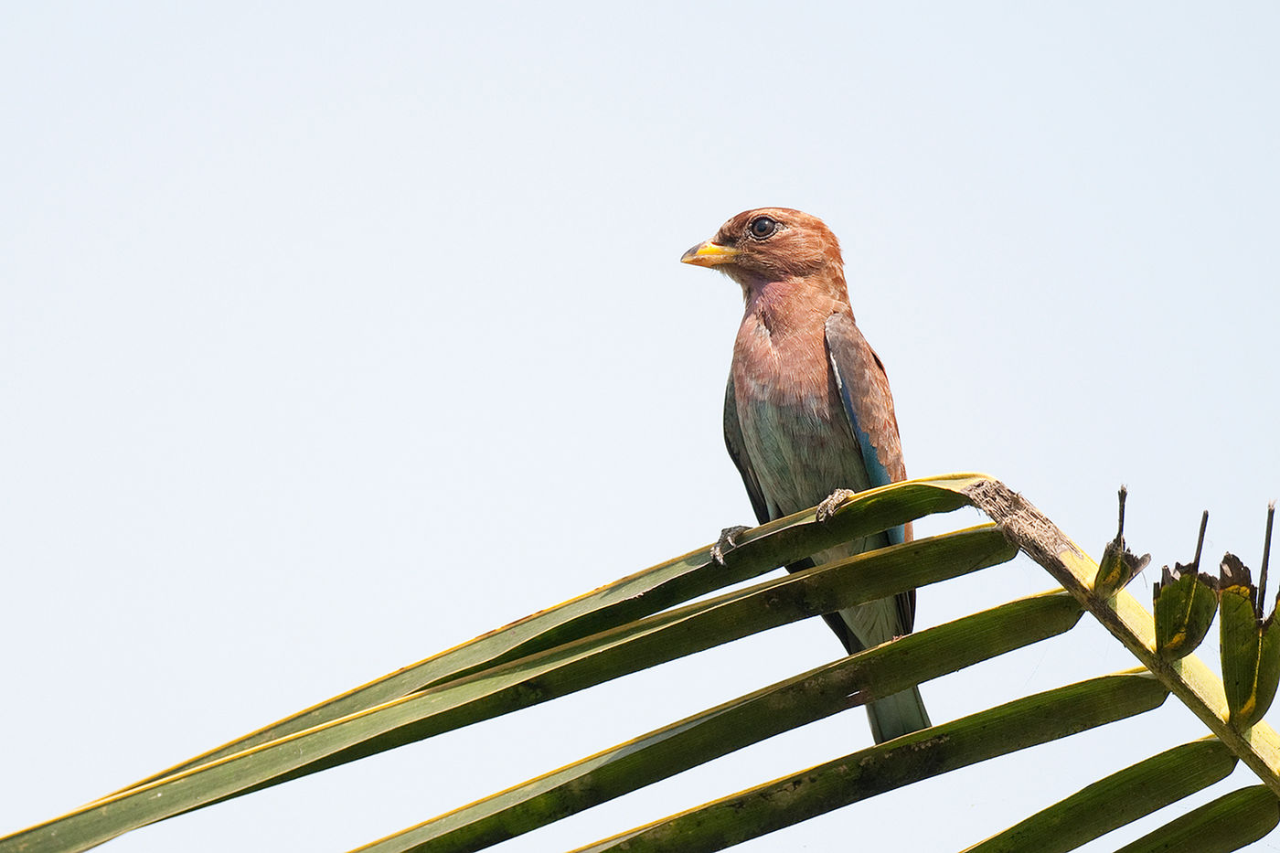 Een broad-billed roller zit op de uitkijk. © Benny Cottele