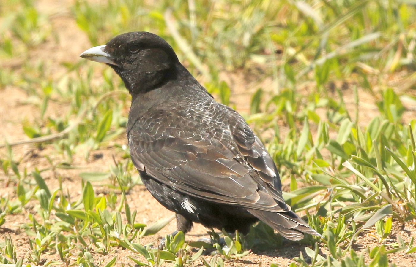 1142 Dit mannetje zwarte leeuwerik is een geliefde soort voor veel vogelaars, mede dankzij het voorkomen als extreme dwaalgast in Europa. © Erwin Hoebrechts