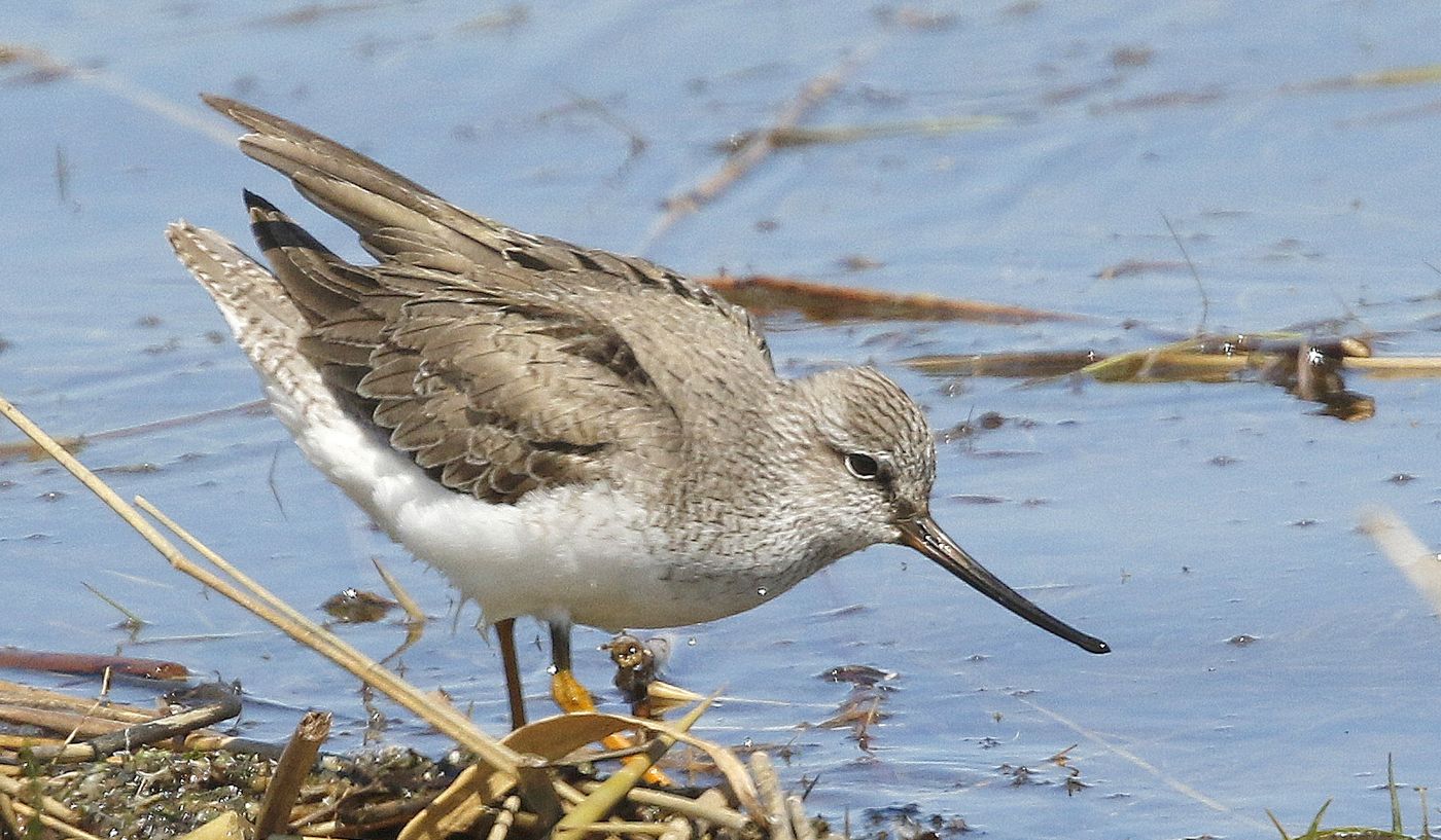 1295 Terekruiters zijn intrigerende steltlopers, mede door hun opgewipte snavel. © Erwin Hoebrechts