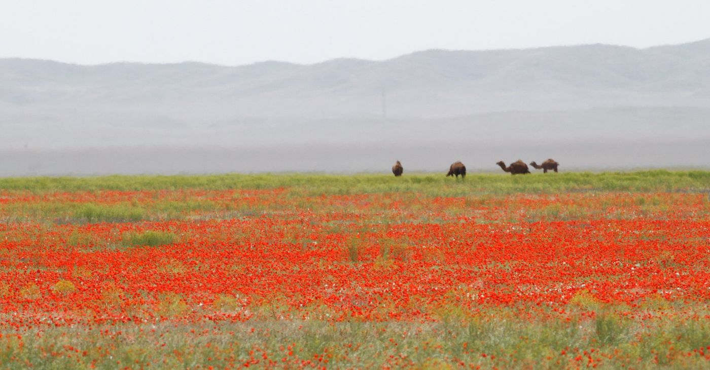 16 Klaprozenvlakten op de steppe, met dromedarissen op de achtergrond. © Sabine Ongenae