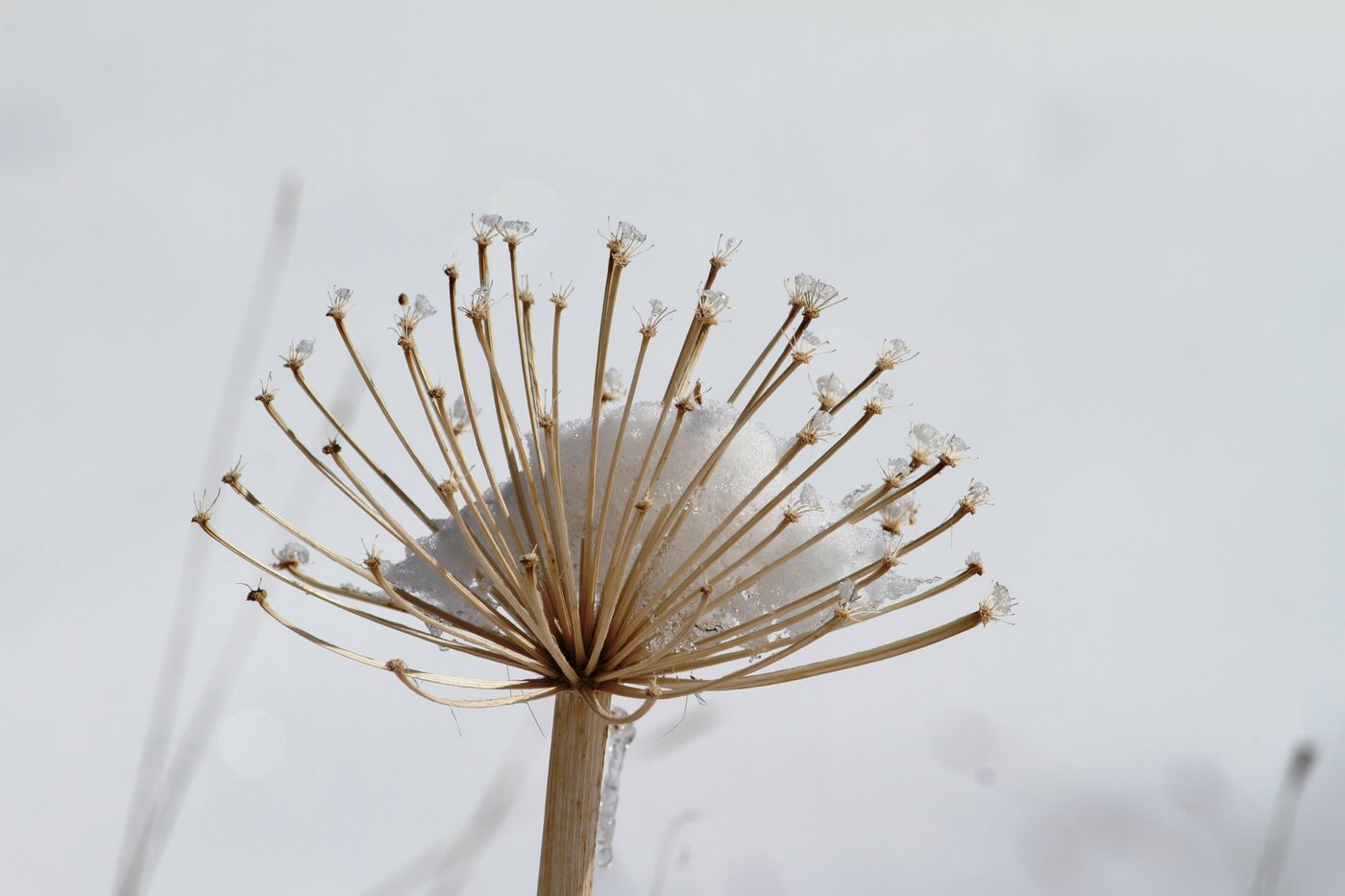 19 De eerste sneeuwval... © Sabine Ongenae
