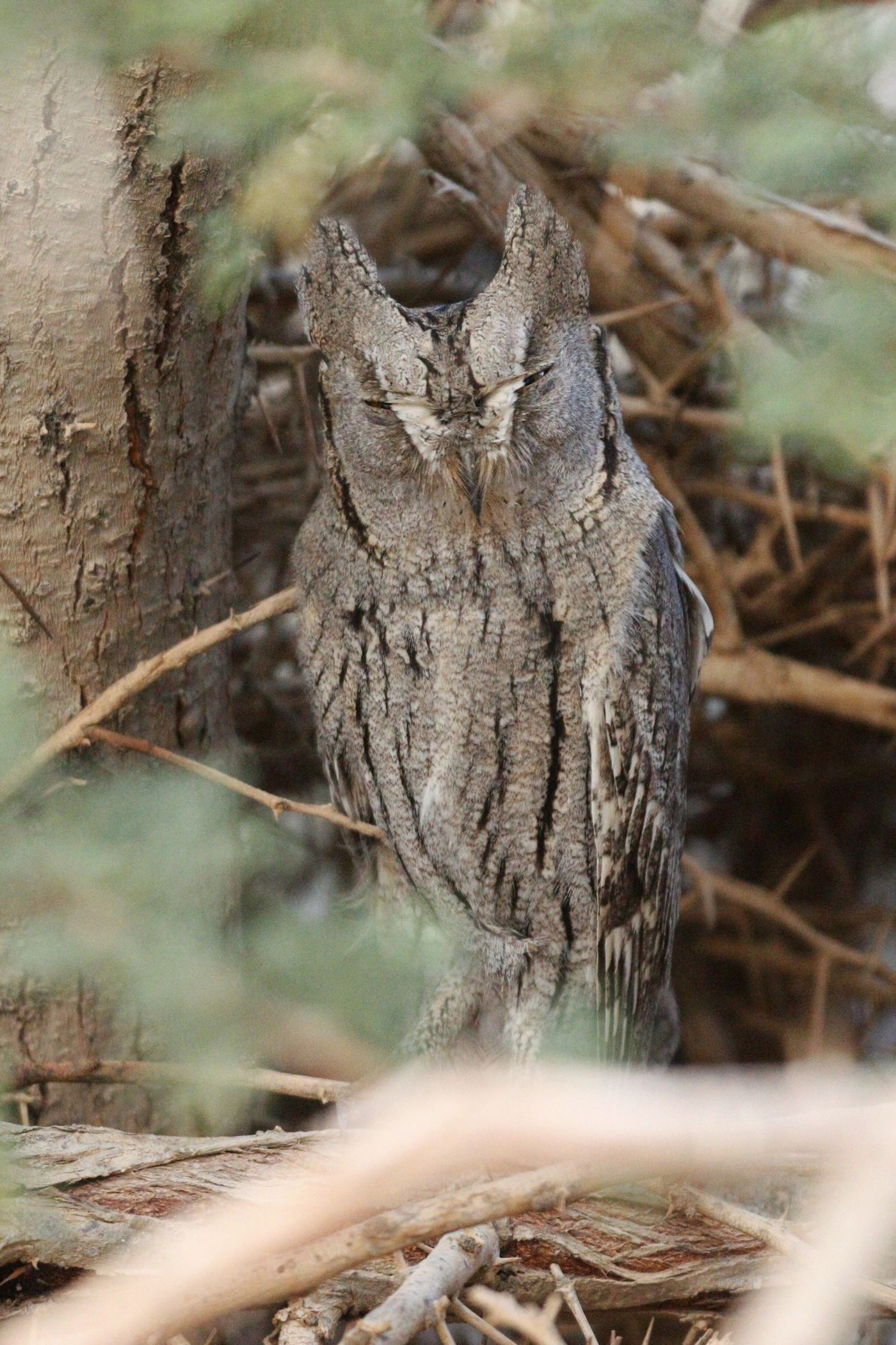 En février il est aussi possible de trouver le petit-duc de Bruce, un rare hivernant... © Noé Terorde