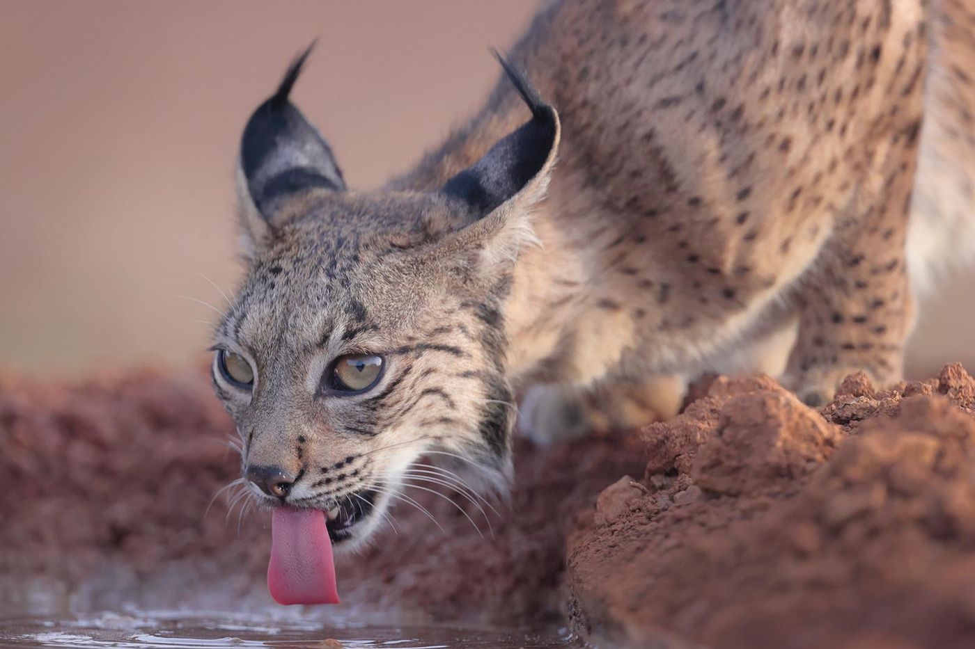 Iberische lynx © STARLING reizen