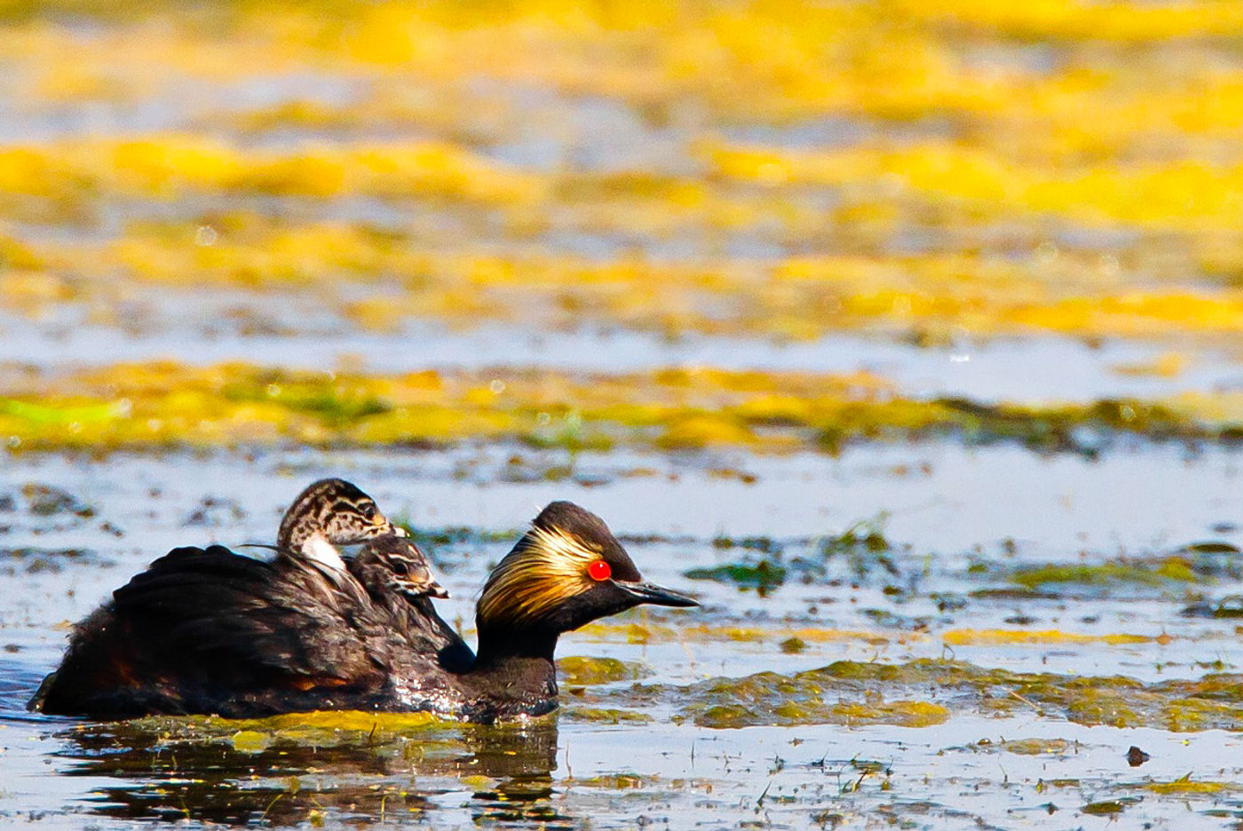 Moeder geoorde fuut met twee jongen.  © STARLING reizen 