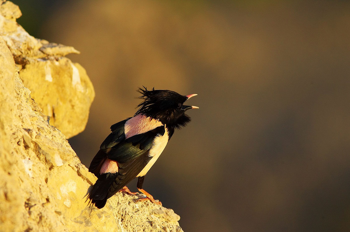 Roze spreeuw in vol ornaat. © STARLING reizen 