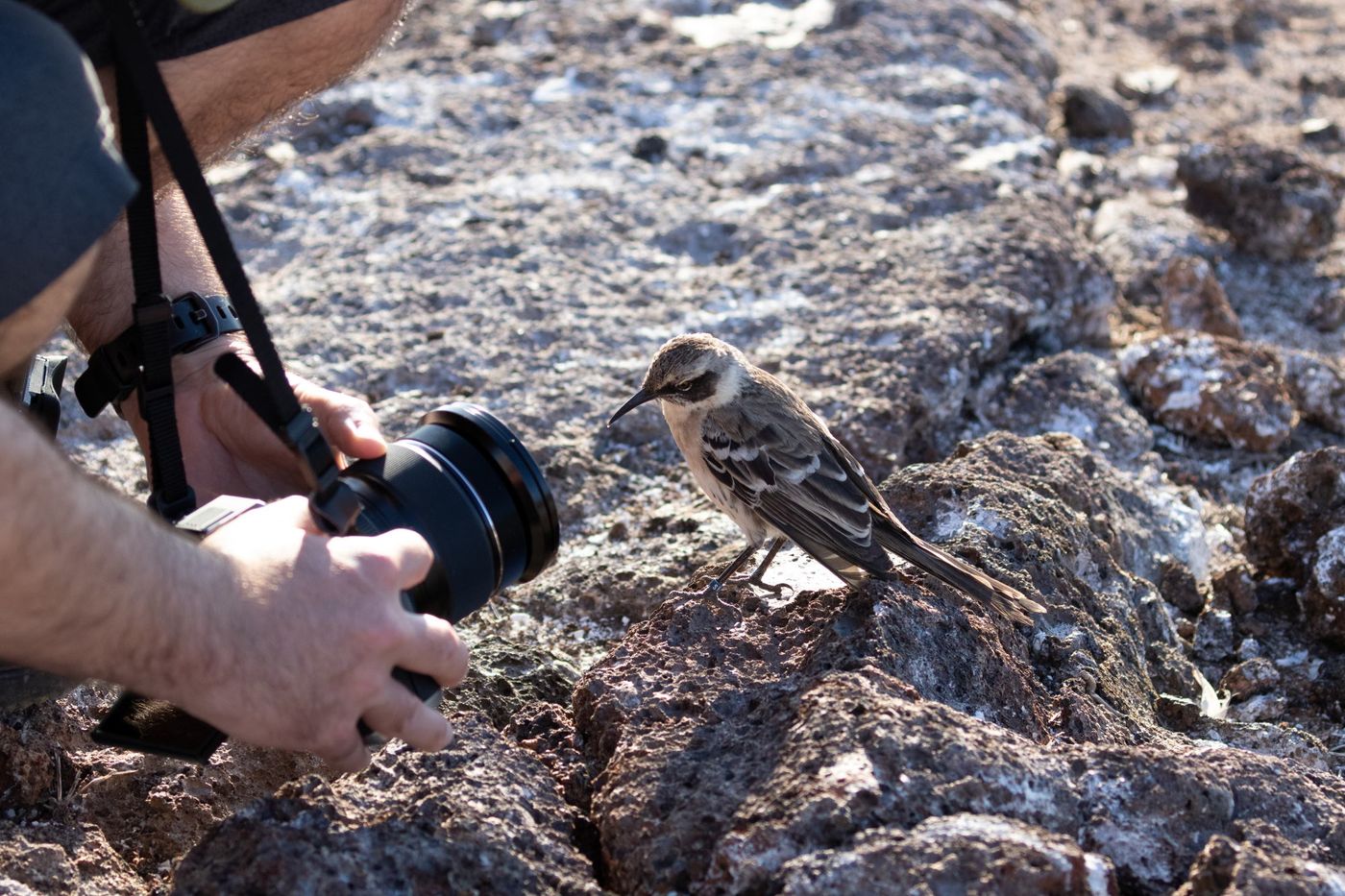 Espanola mockingbird. Even lachen naar het vogeltje! © Yves Adams