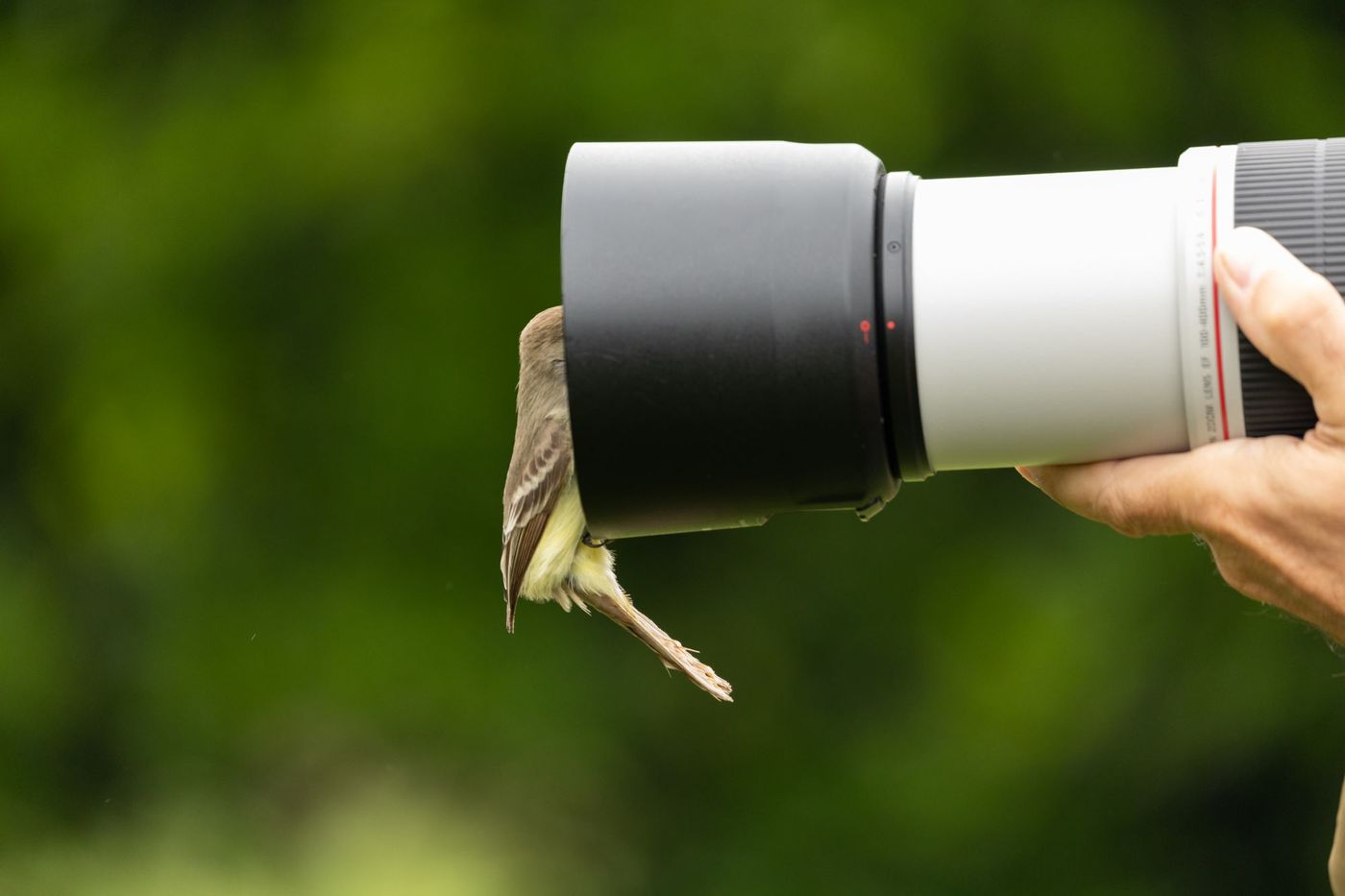 Even lachen naar het vogeltje! © STARLING reizen