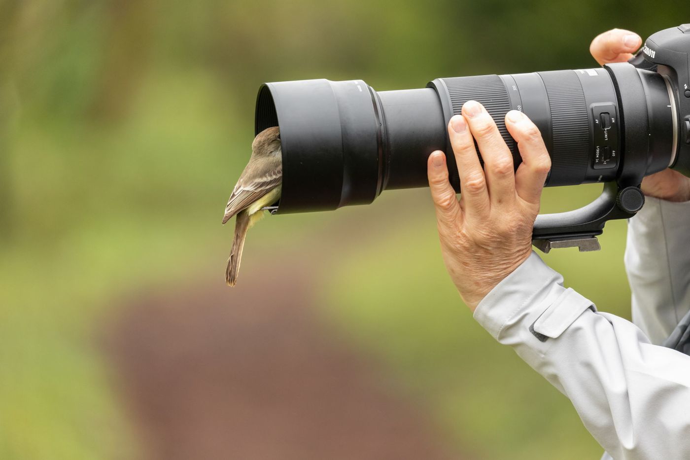 Sommige dieren komen wel héél dichtbij ... © Yves Adams