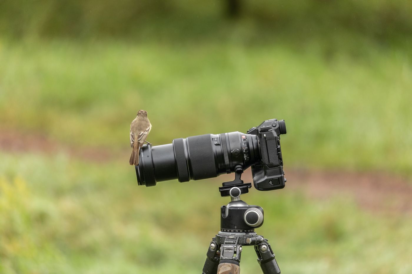 Een Galapagos flycatcher maakt gebruik van een handige zitplek. © STARLING reizen