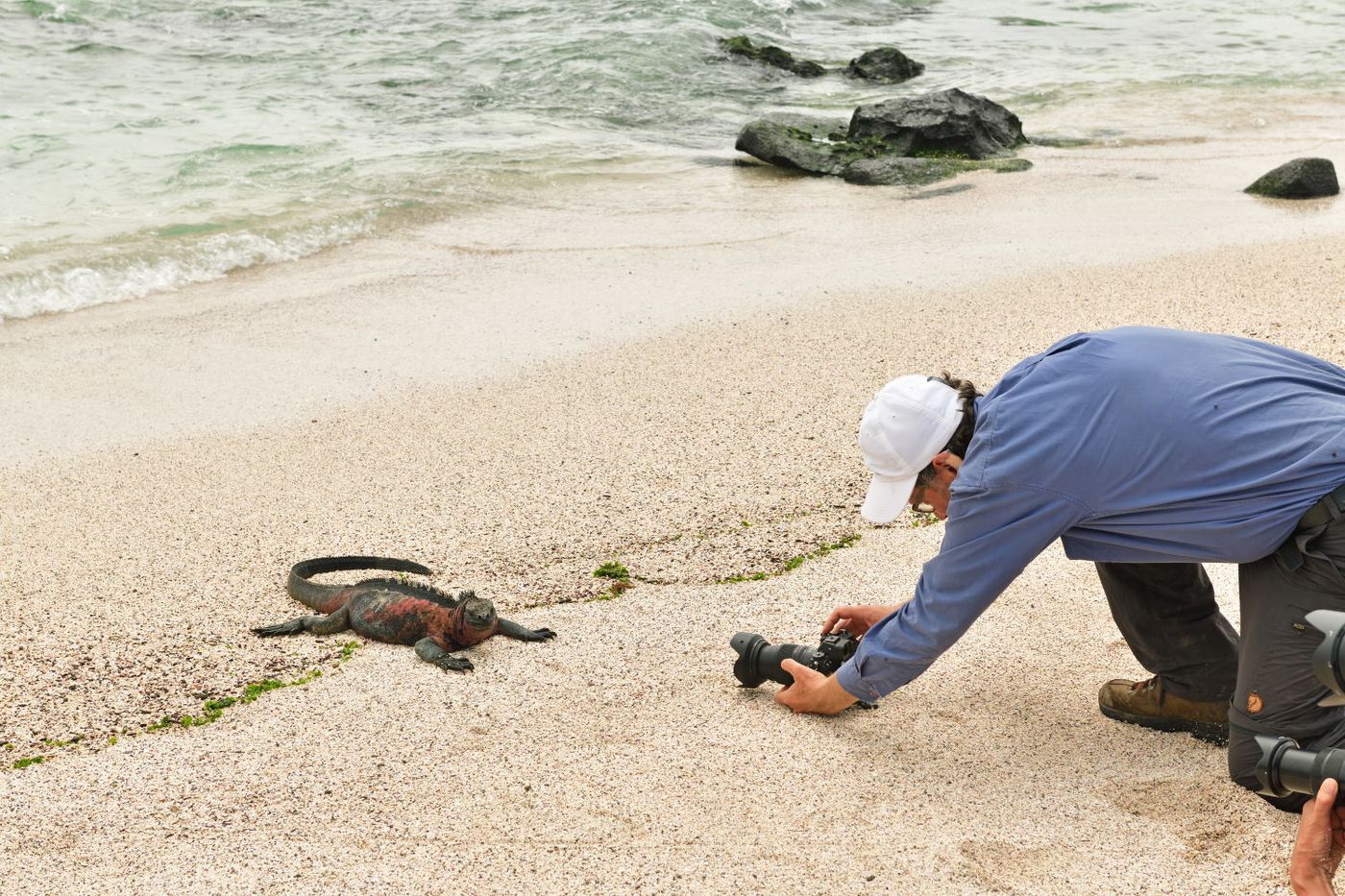 And that's how you make a picture of marine iguanas! © Yves Adams